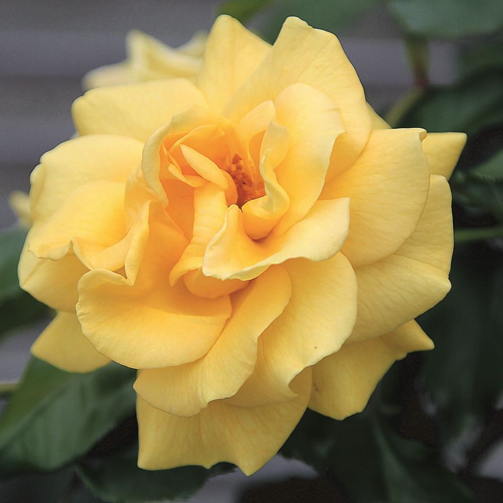 Whartons 'Precious Gold' Floribunda Yellow Rose Plant 3Ltr Pot