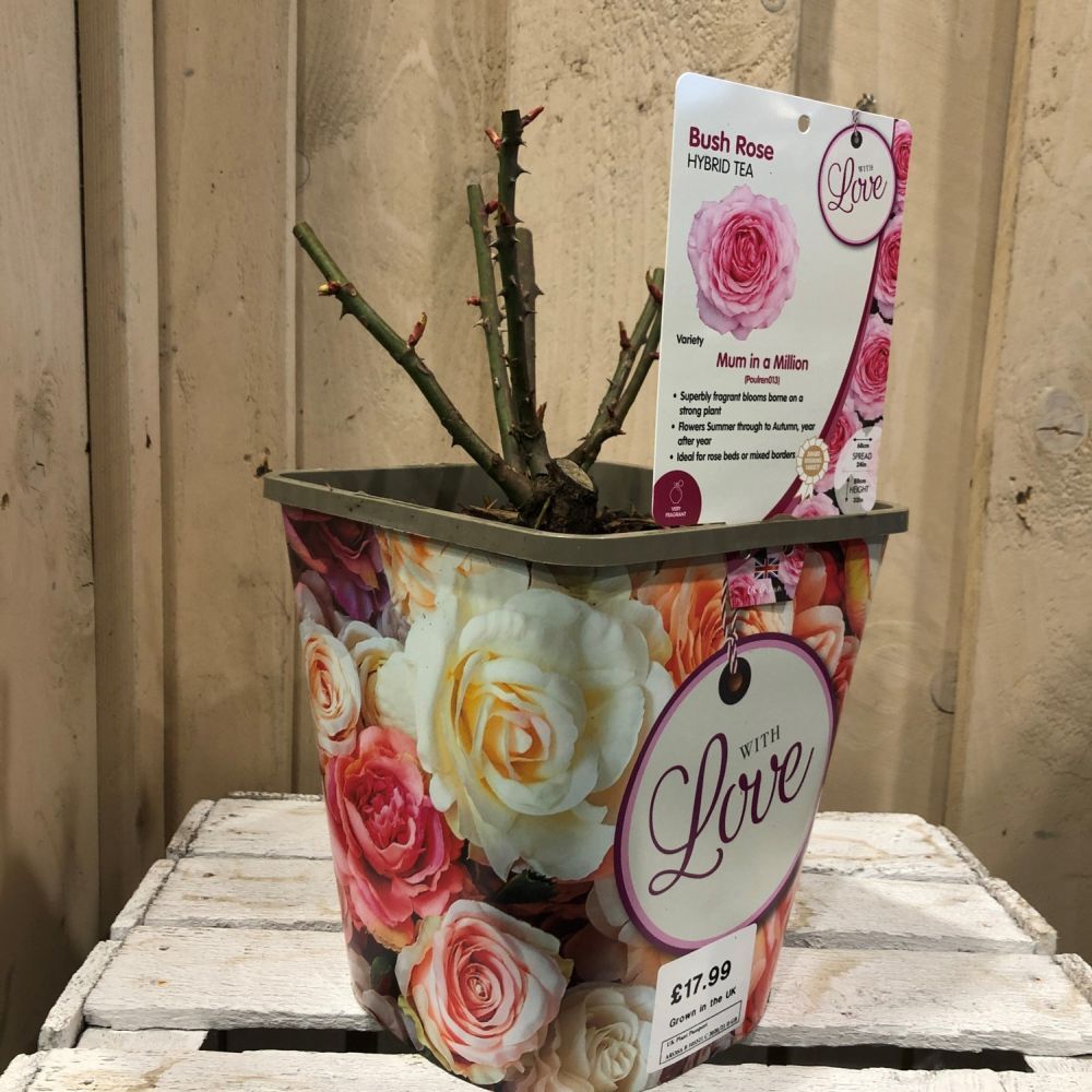 Whartons 'Mum In A Million' Hybrid Tea Pink Bush Rose Plant 4 Ltr Decorative Pot