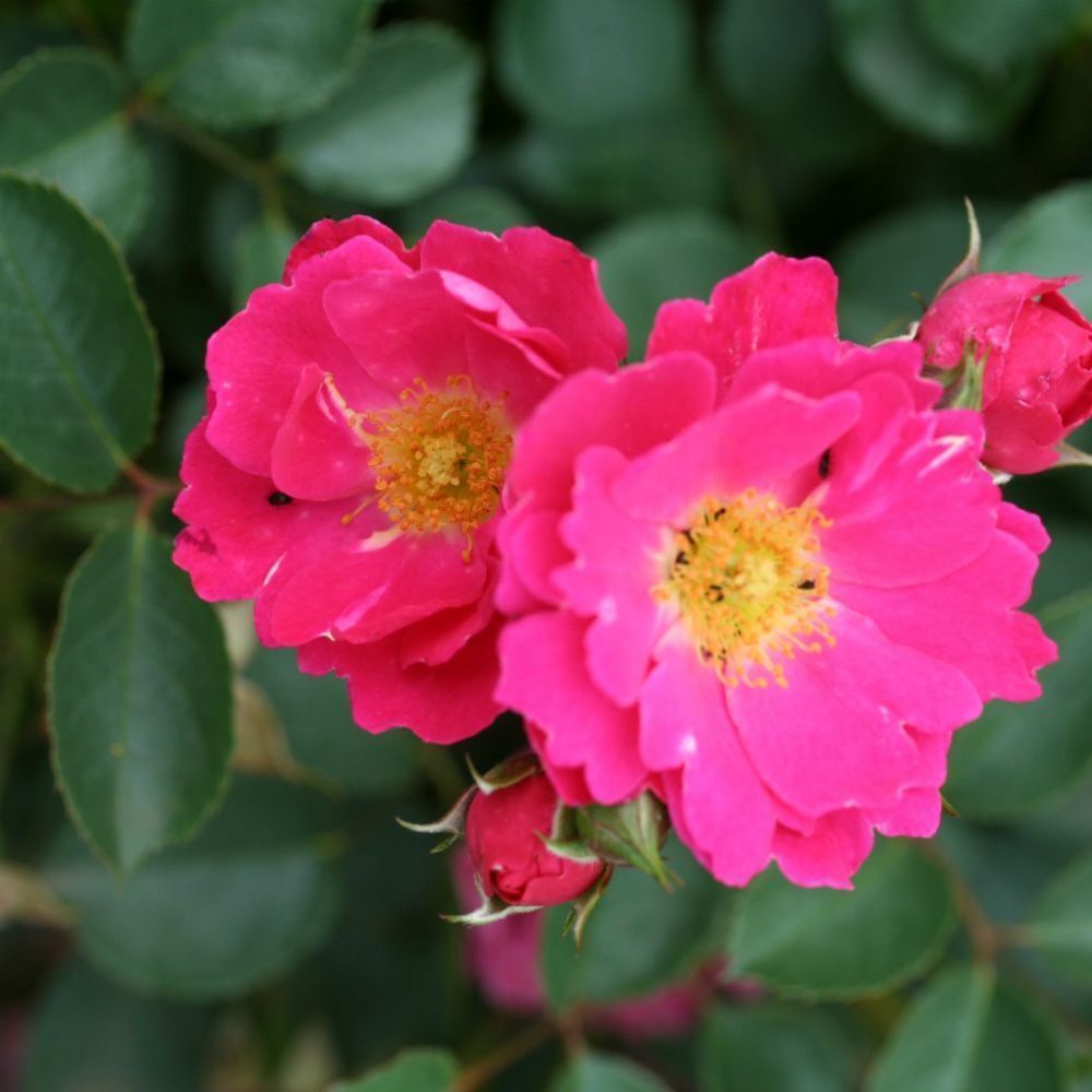 Pink Patio Rose 'Flirt' 3Ltr Pot