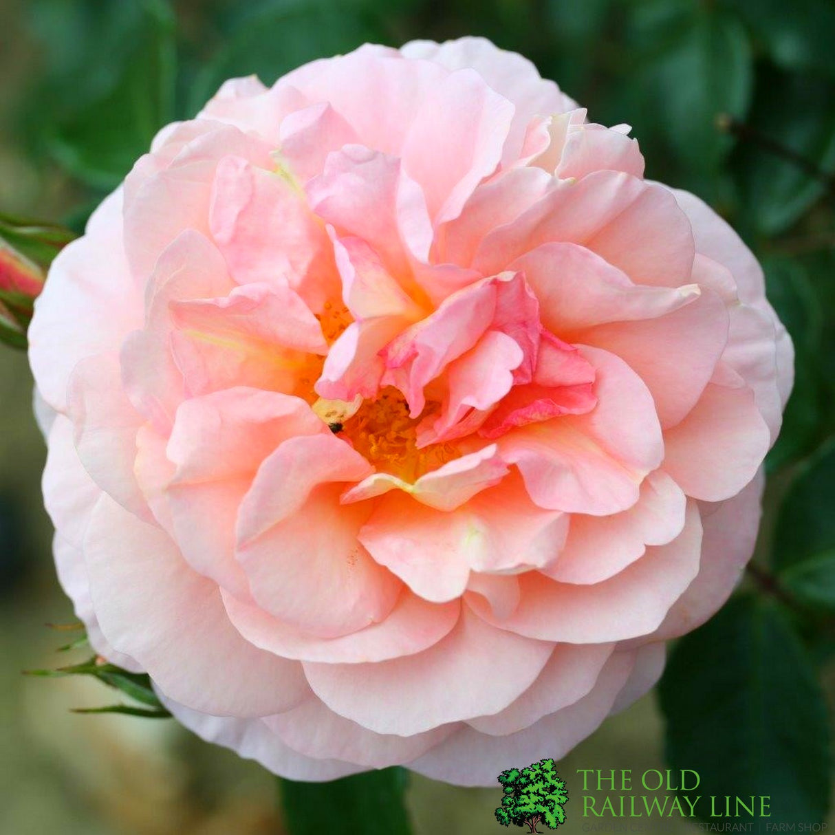 Whartons 'The Wren' Pink Floribunda Rose 3Ltr Pot