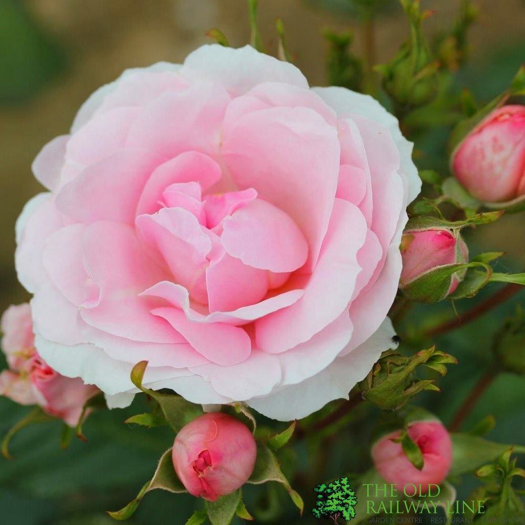 Pink Bush Rose 'Happy Silver Wedding' 3Ltr Pot
