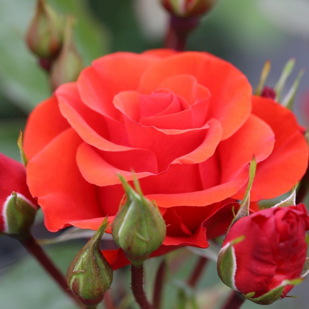 Whartons 'Precious Love' Floribunda Red Rose Plant 3Ltr Pot