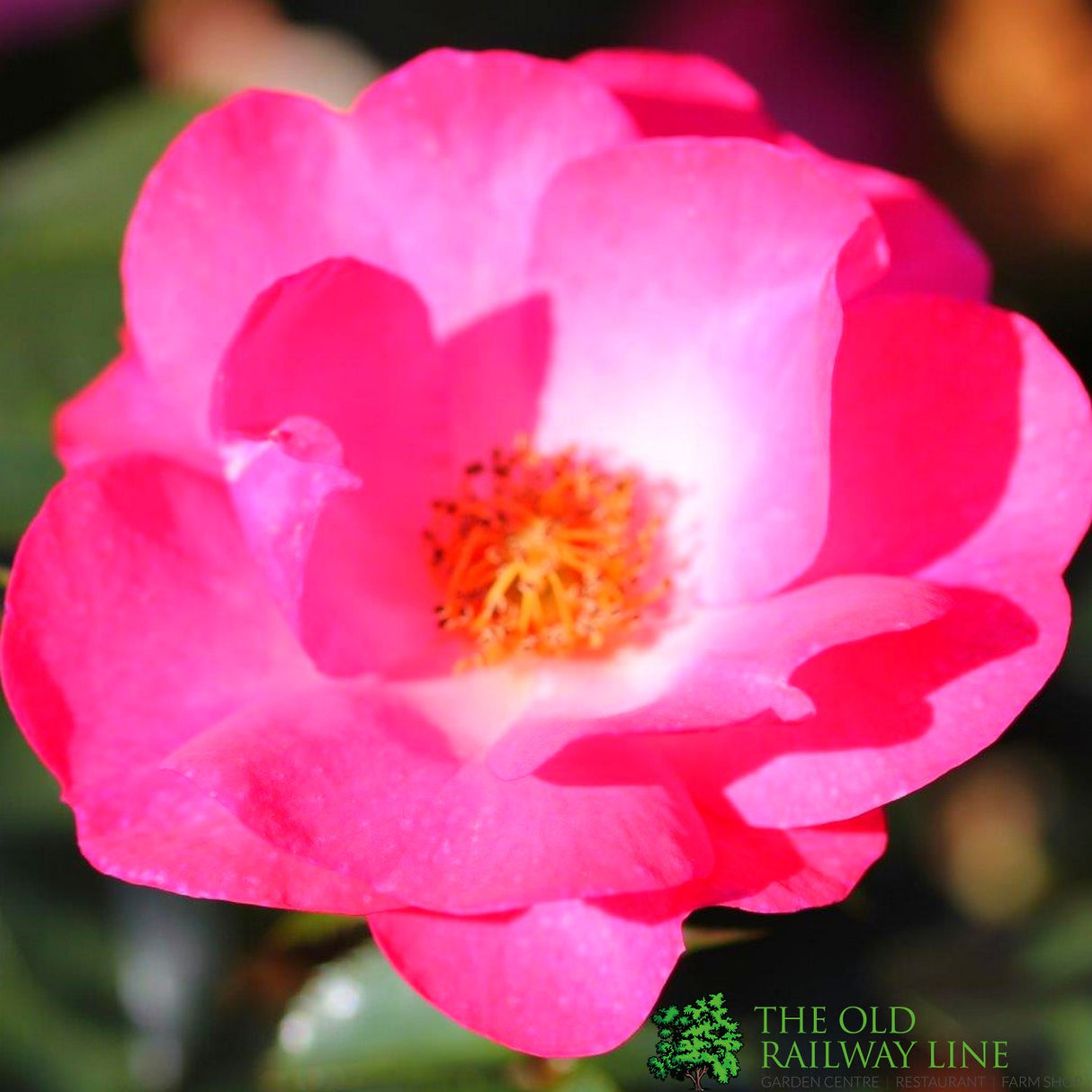 Whartons 'Rosy Cheeks' Pink Bush Rose 3Ltr Pot