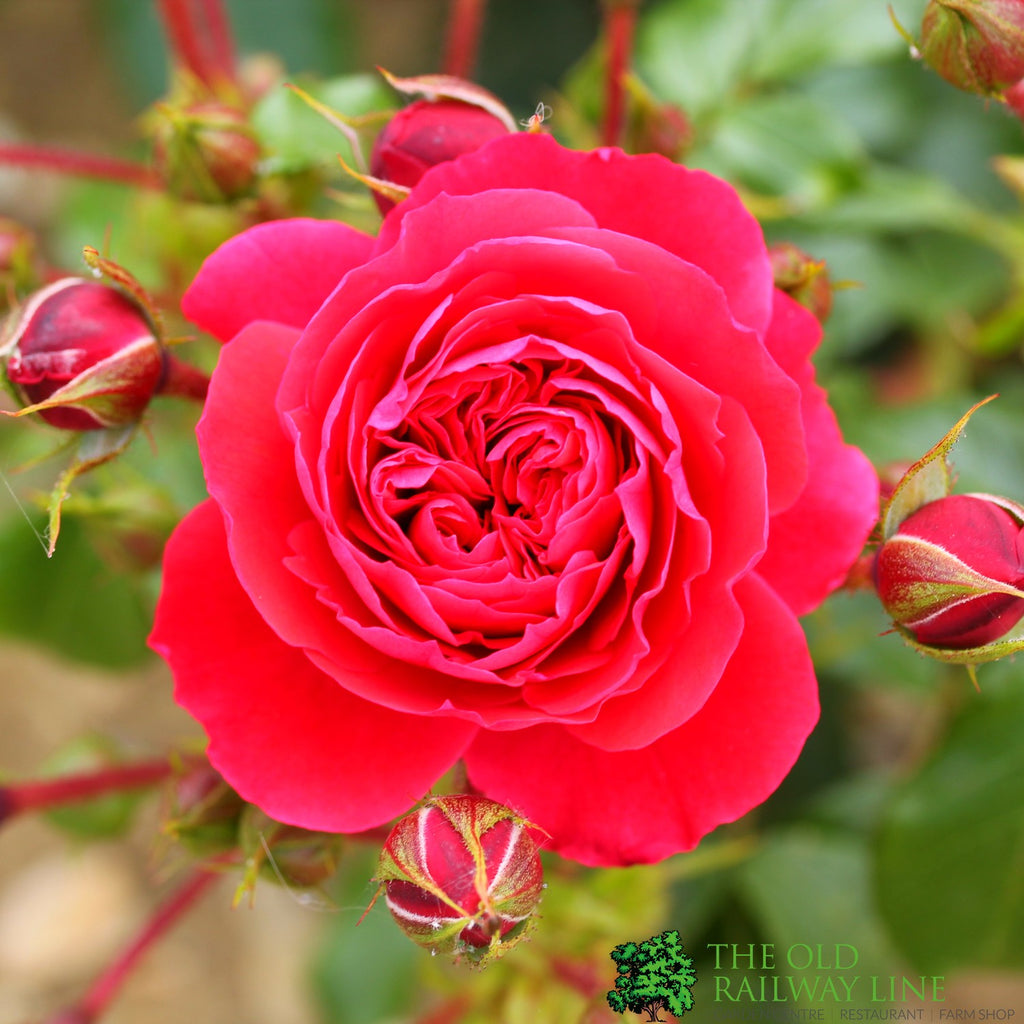 Whartons 'Cherry Girl' Red Floribunda Rose 3Ltr Pot