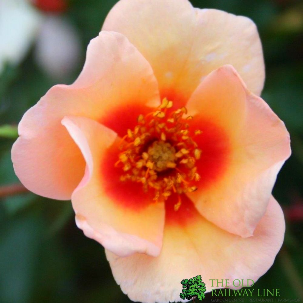 Peach Floribunda Rose 'Smiling Eyes' 3Ltr Pot