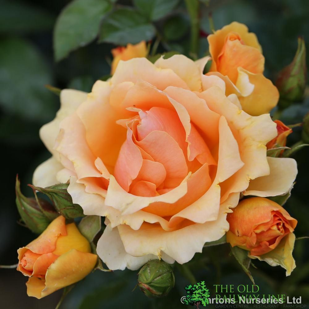 Whartons 'Queen Bee' Peach Floribunda Rose 3Ltr Pot