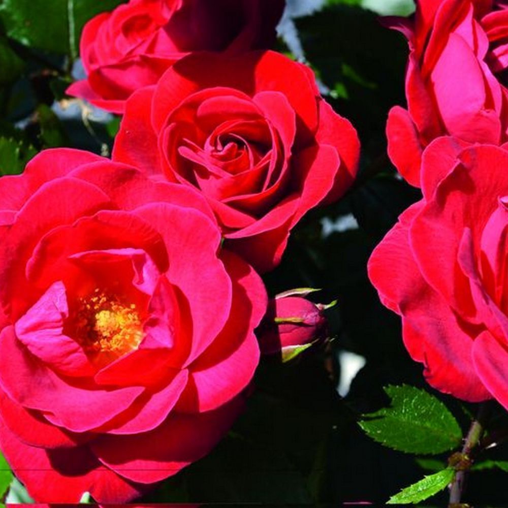 Red Floribunda Rose 'Precious Ruby' 3Ltr