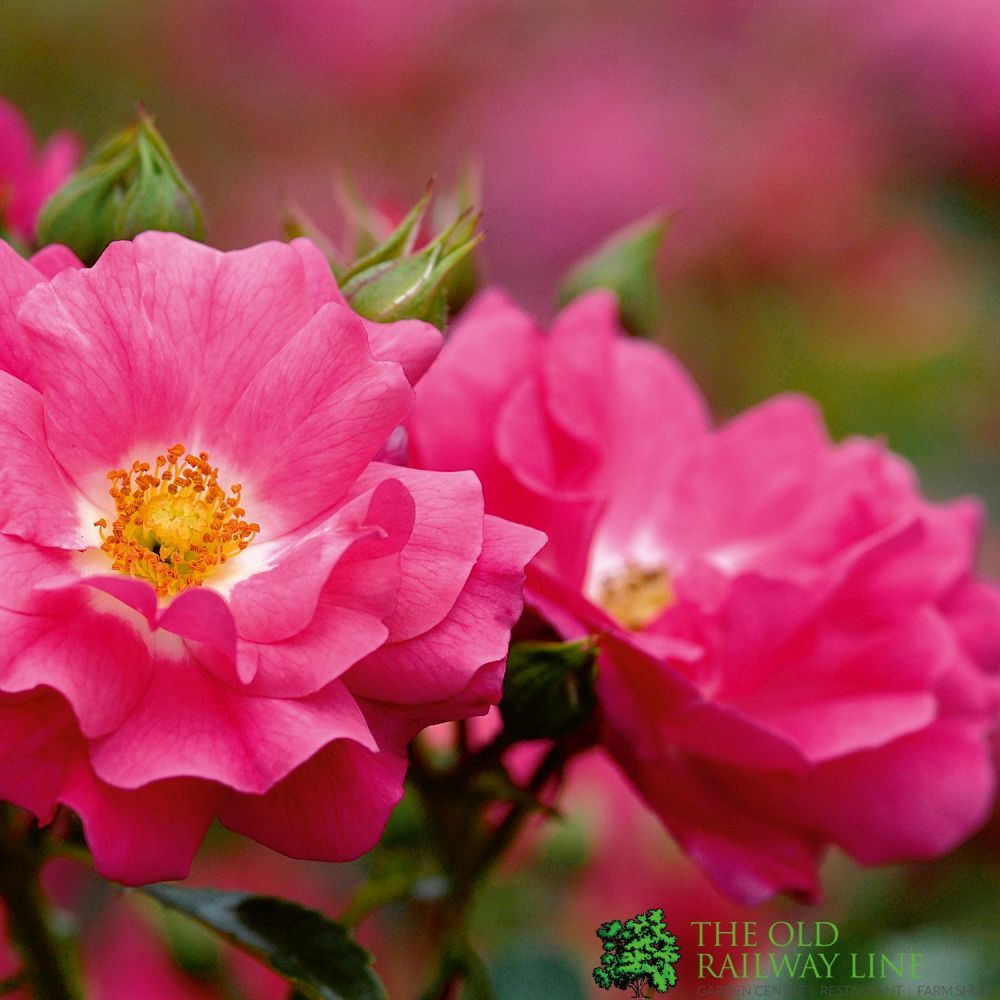 Whartons 'Flower Carpet Pink' Climbing Rose 4Ltr Pot