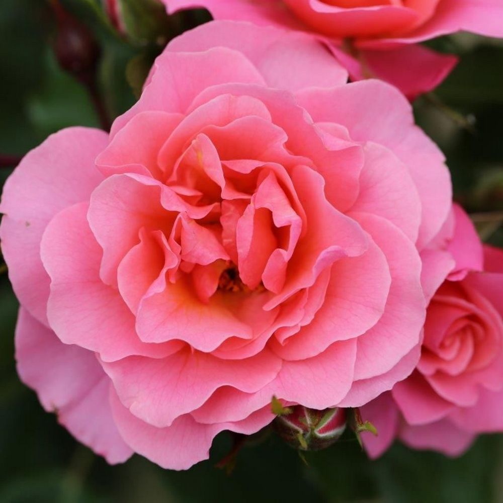 Pink Floribunda Bush Rose 'Anne's Rose' 3Ltr Pot
