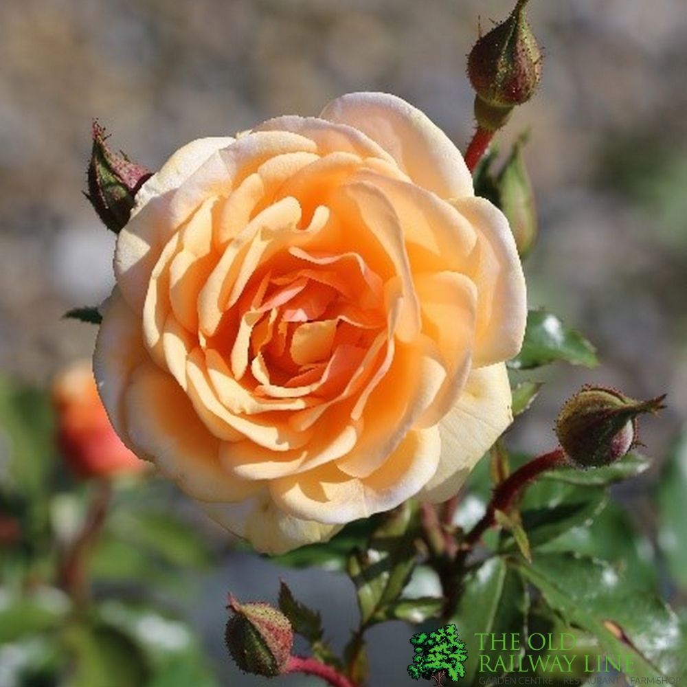 Whartons 'Sweet Honey' Rose 3Ltr Pot
