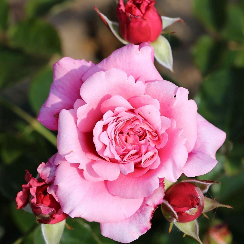 Whartons 'Timeless Pink' Hybrid Tea Pink Bush Rose Plant 3Ltr Pot
