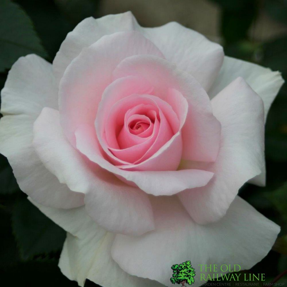 Whartons 'A Whiter Shade of Pale' White Bush Rose 3Ltr Pot