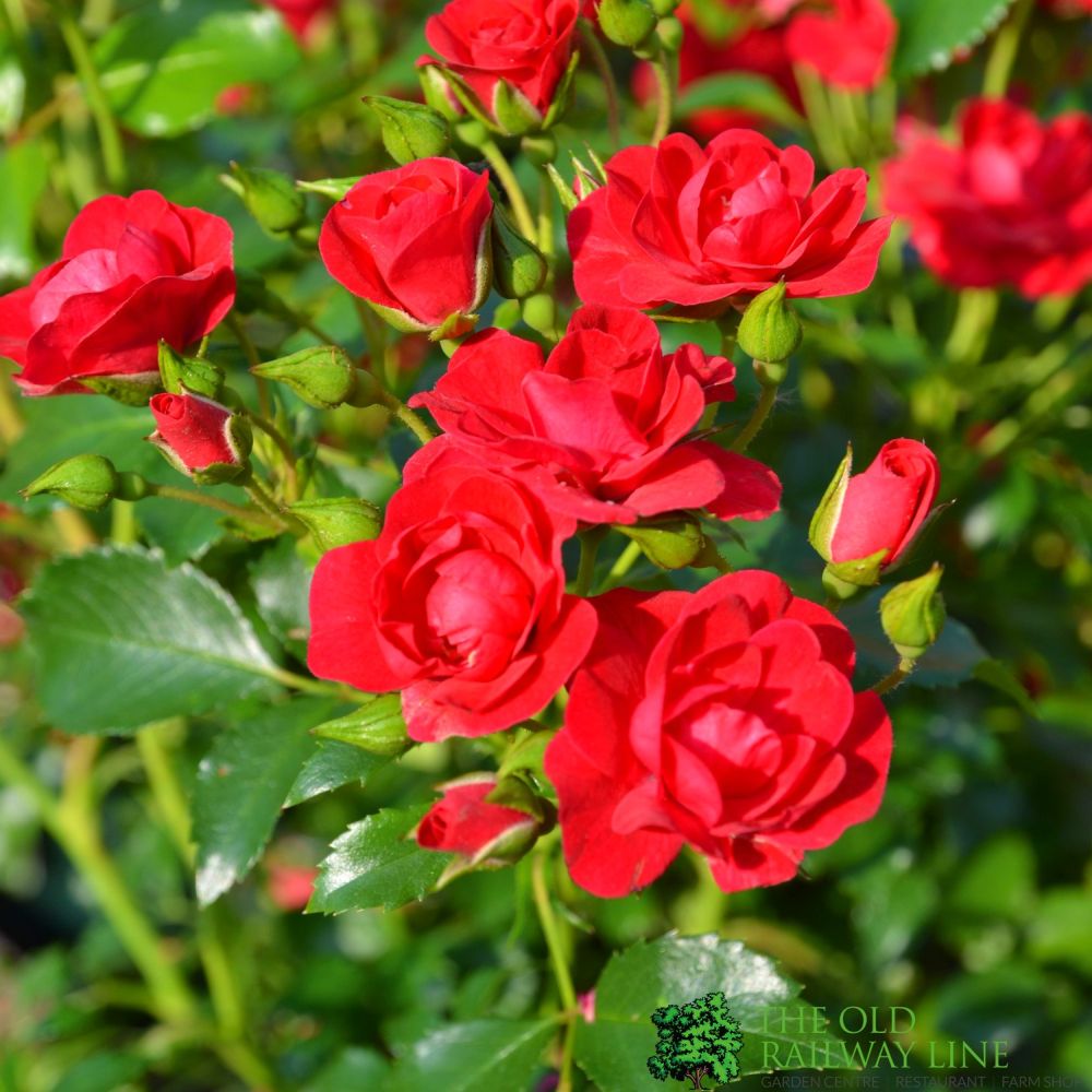 Red Carpet Rose 'Flower Carpet Cherry' 3Ltr Pot