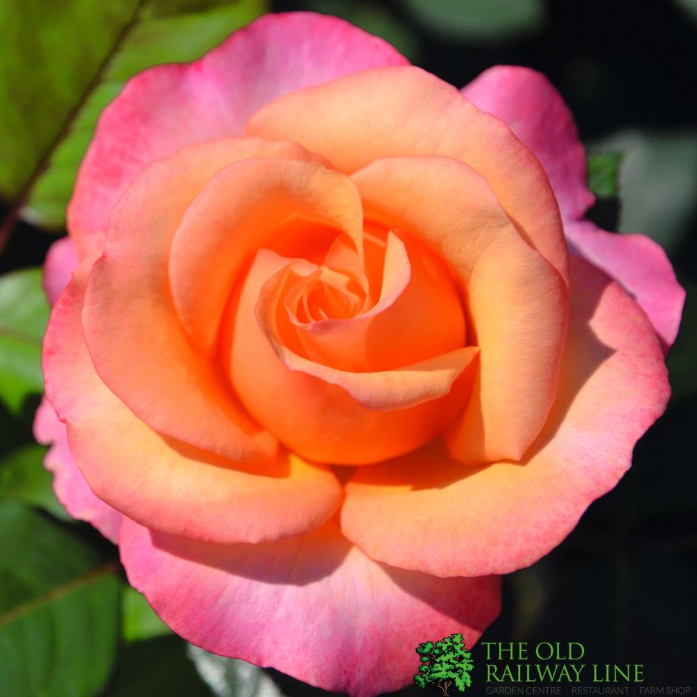 Pink Bush Rose 'Magic Harlequin' 3Ltr Pot