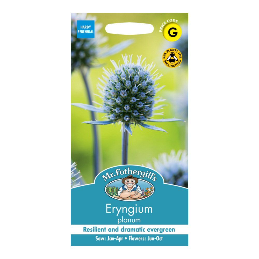 mr-fothergill-s-eryngium-planum-seeds-old-railway-line-garden-centre