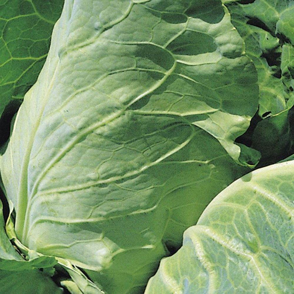 Cabbage 'Duncan' Six Pack Vegetable Plants