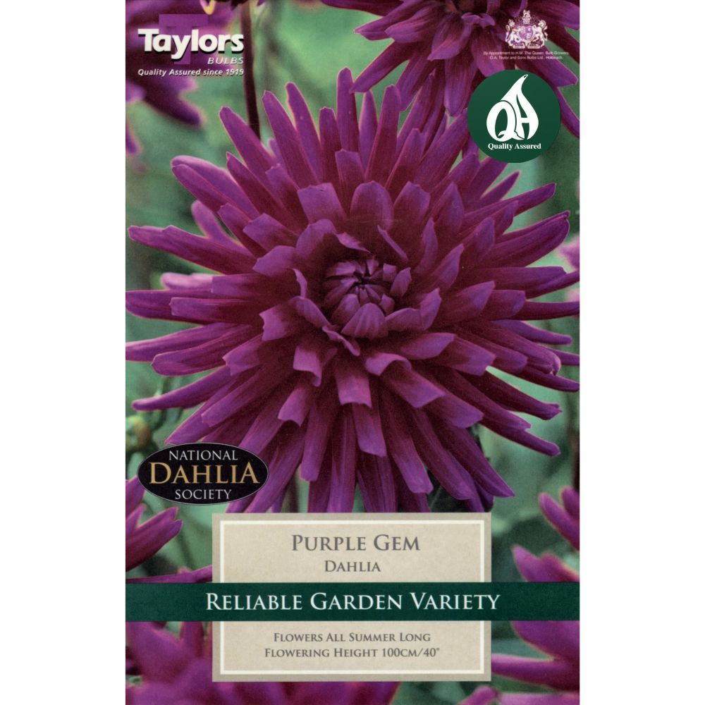 Taylors 1 Dahlia Purple Gem Tuber