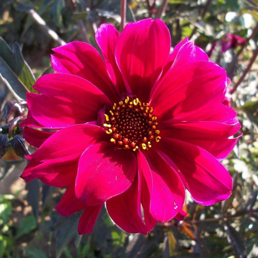 Taylors 1 Dahlia Bishop of Canterbury Tuber