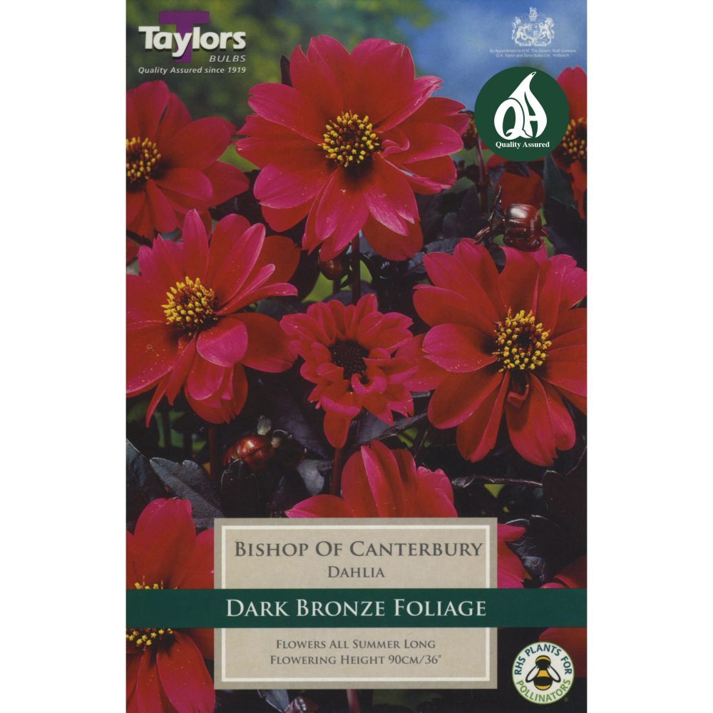 Taylors 1 Dahlia Bishop of Canterbury Tuber