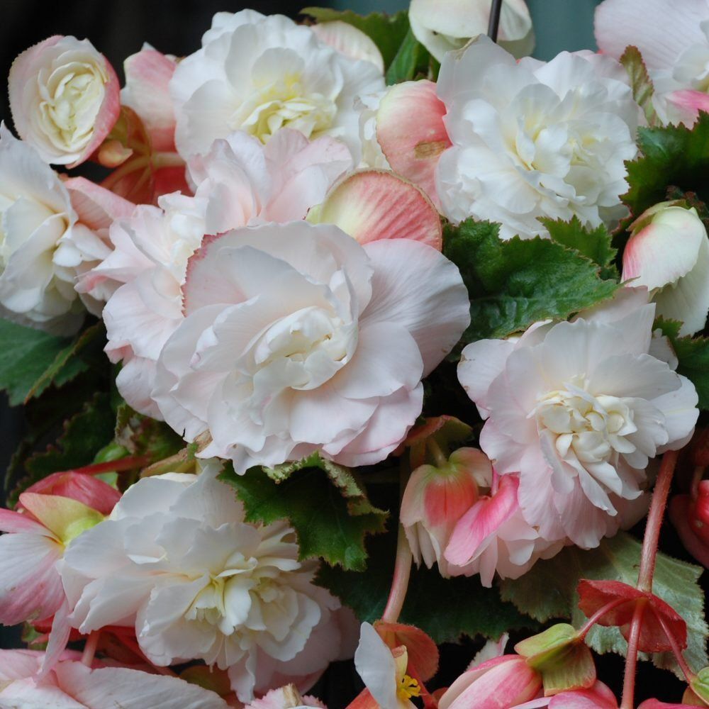 Taylors 2 Begonia Odorata Angelique Bulbs