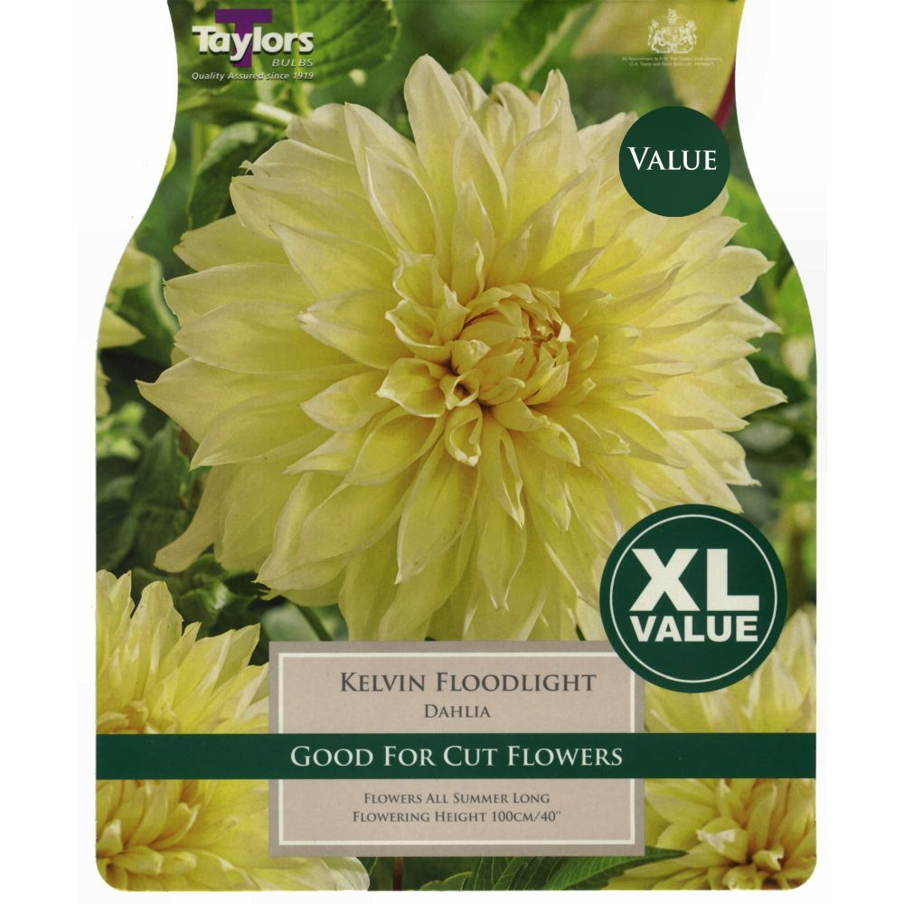 Taylors 3 Dahlia Kelvin Floodlight Tubers