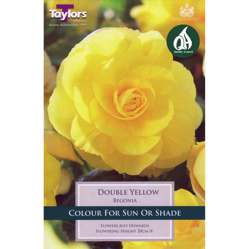 Taylors 3 Begonia Double Yellow Tubers