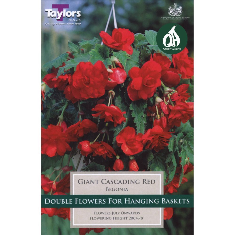 Taylors 3 Begonia Giant Red Cascading Tubers