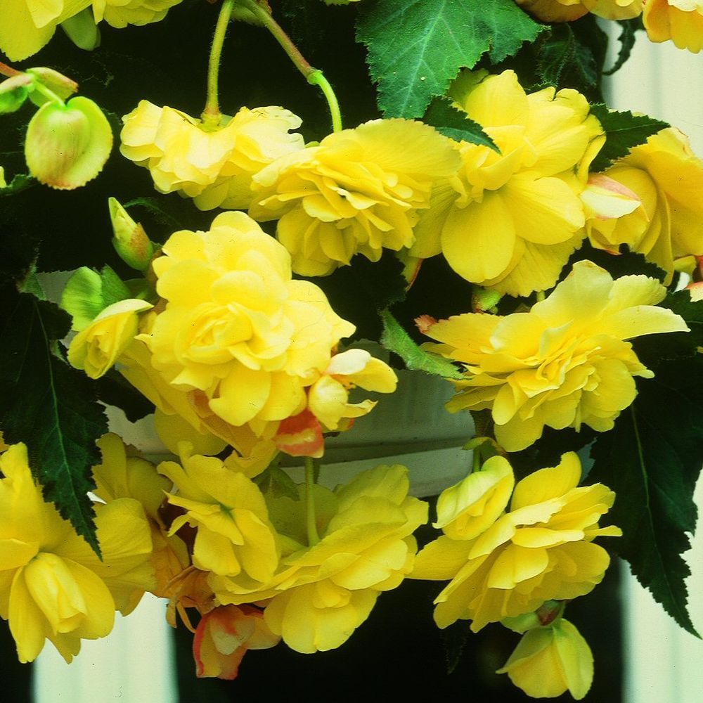 Taylors 3 Begonia Giant Cascading Yellow Tubers