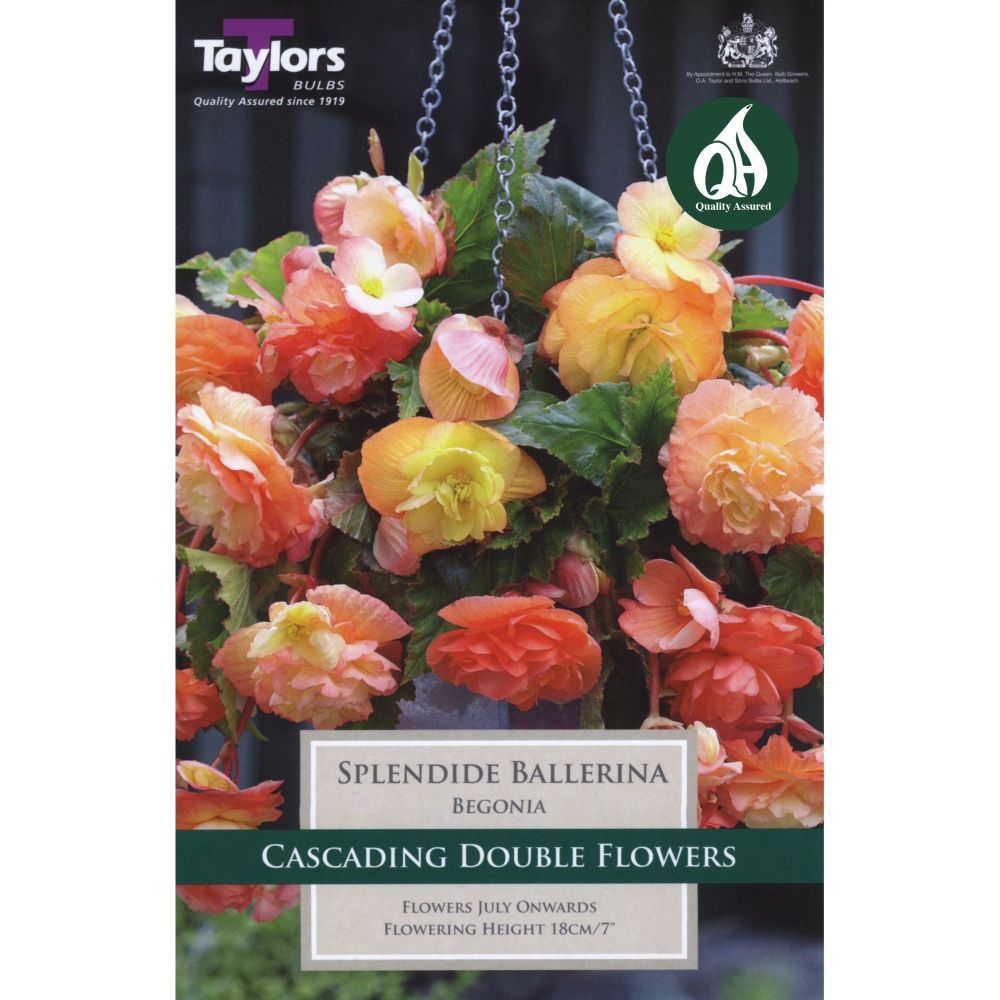 Taylors 2 Begonia Splendide Ballerina Tubers