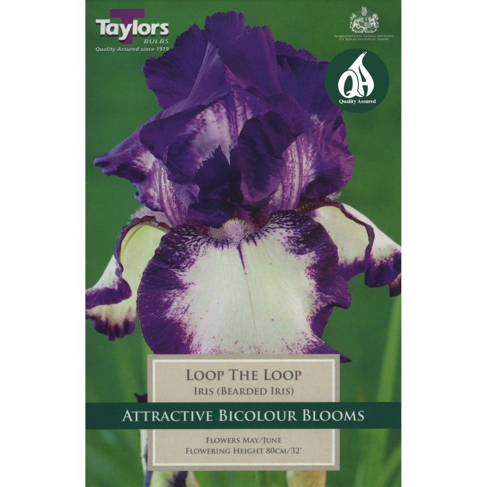Taylors 1 Iris (Bearded Iris) Loop The Loop Rhizome