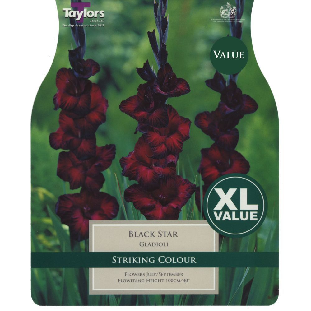 Taylors 25 Gladioli Black Star Corms