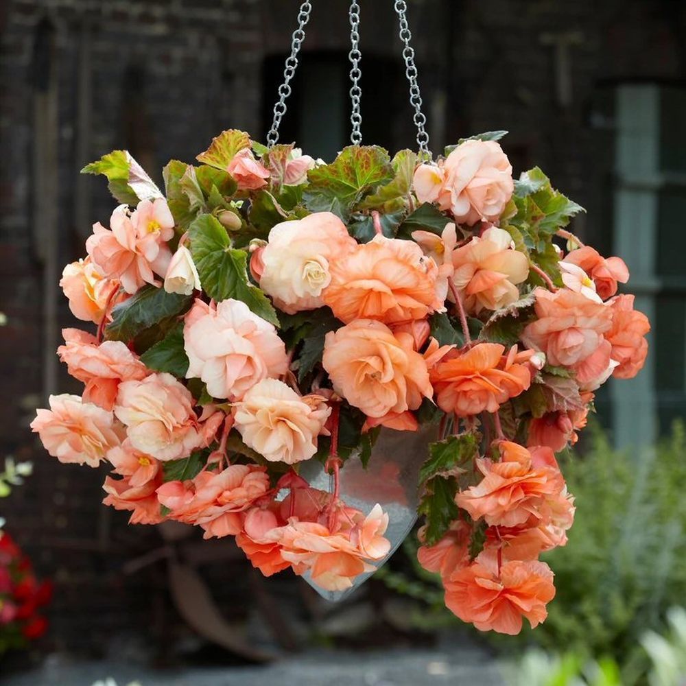 Taylors 4 Begonia Splendide Apricot Tubers