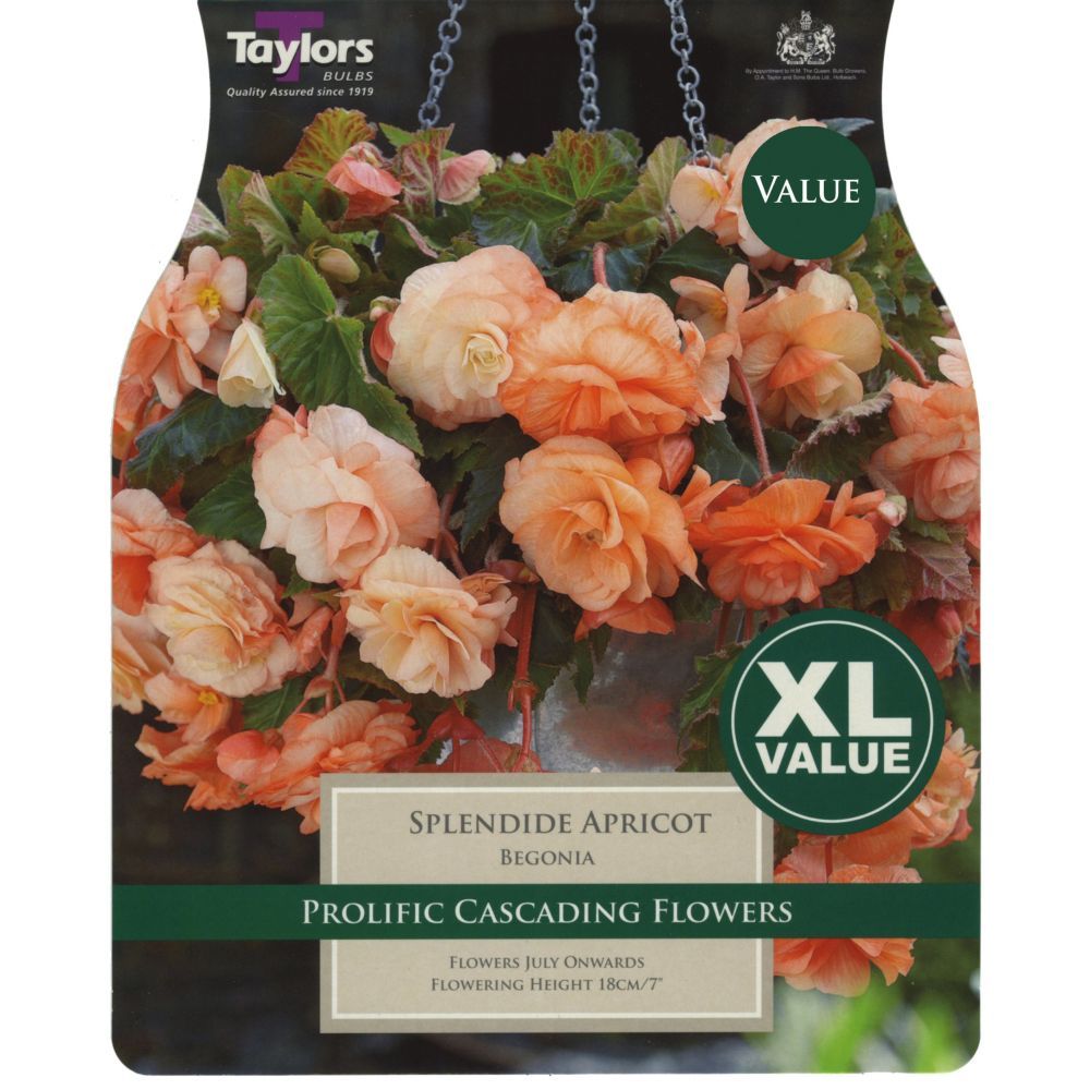Taylors 4 Begonia Splendide Apricot Tubers