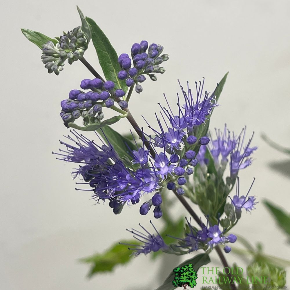 Caryopteris x clandonensis 'Kew Blue' 3Ltr Pot