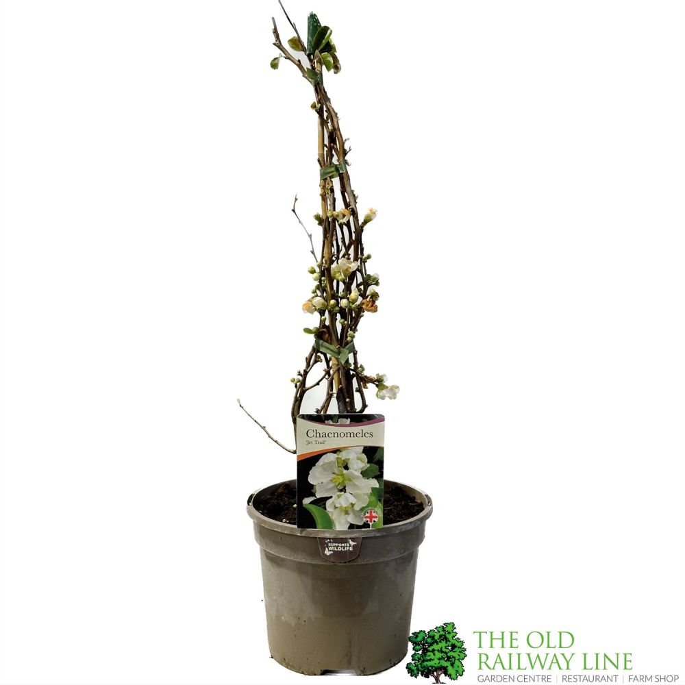 Chaenomeles 'Jet Trail' Japanese Quince 3Ltr Pot