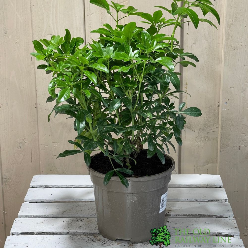 Choisya Ternata Mexican Orange Blossom Plant 3Ltr Pot