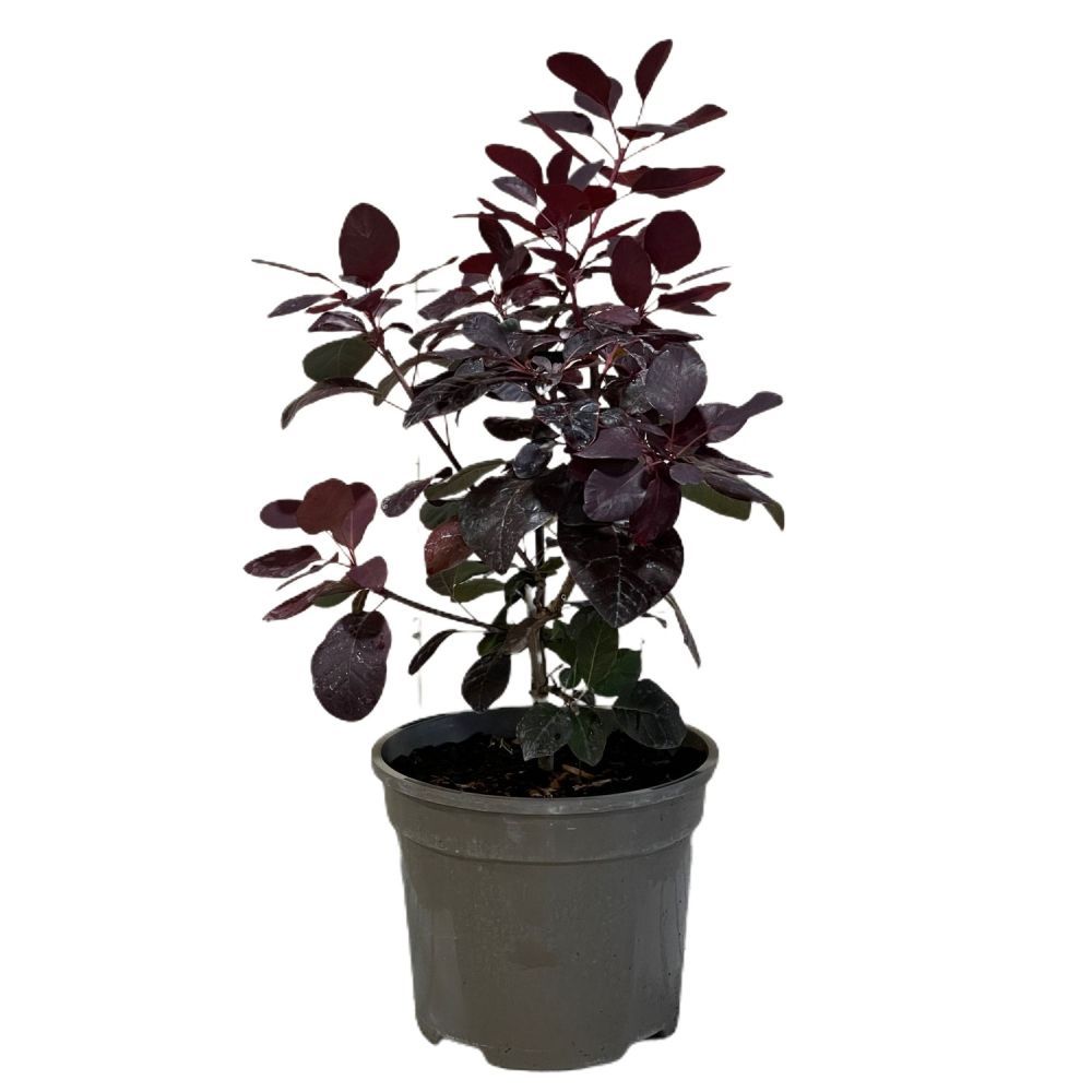 Cotinus 'Royal Purple' Smoke Tree Plant - 3Ltr Pot