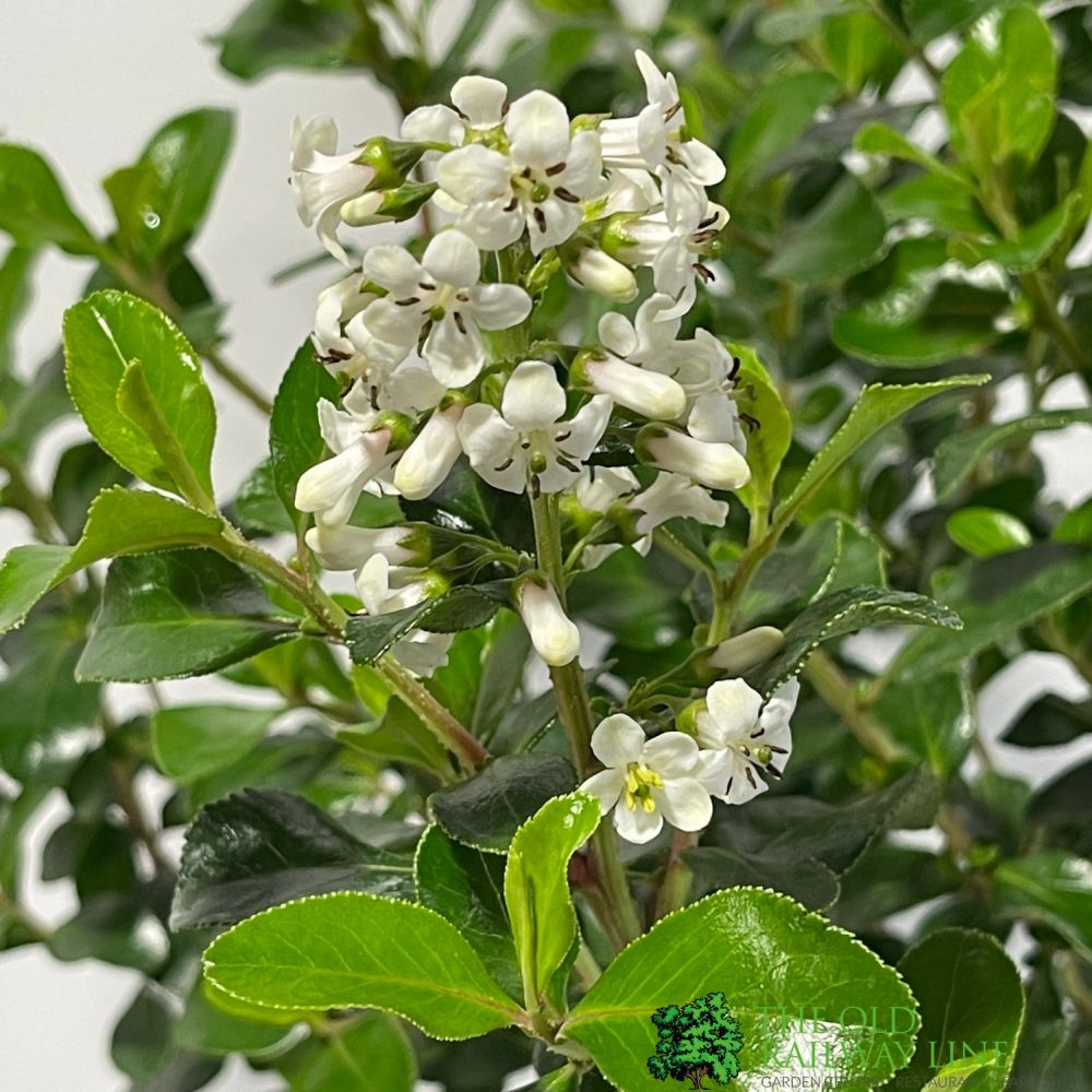 Escallonia 'Iveyi' Plant 2Ltr Pot