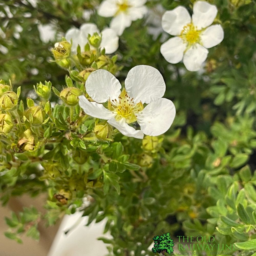 Potentilla Fruticosa 'Abbotswood' Shrubby cinquefoil 3Ltr Pot