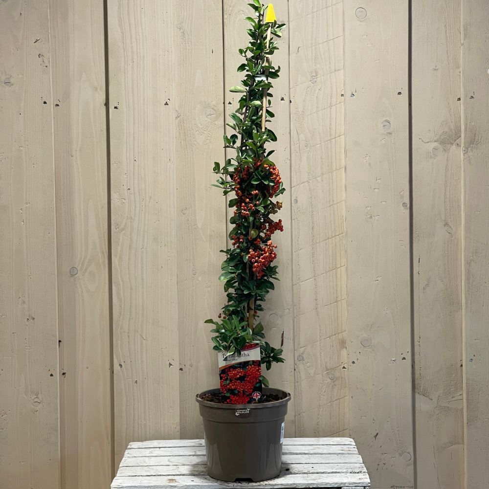 Pyracantha 'Orange Glow' Firethorn 3Ltr Pot