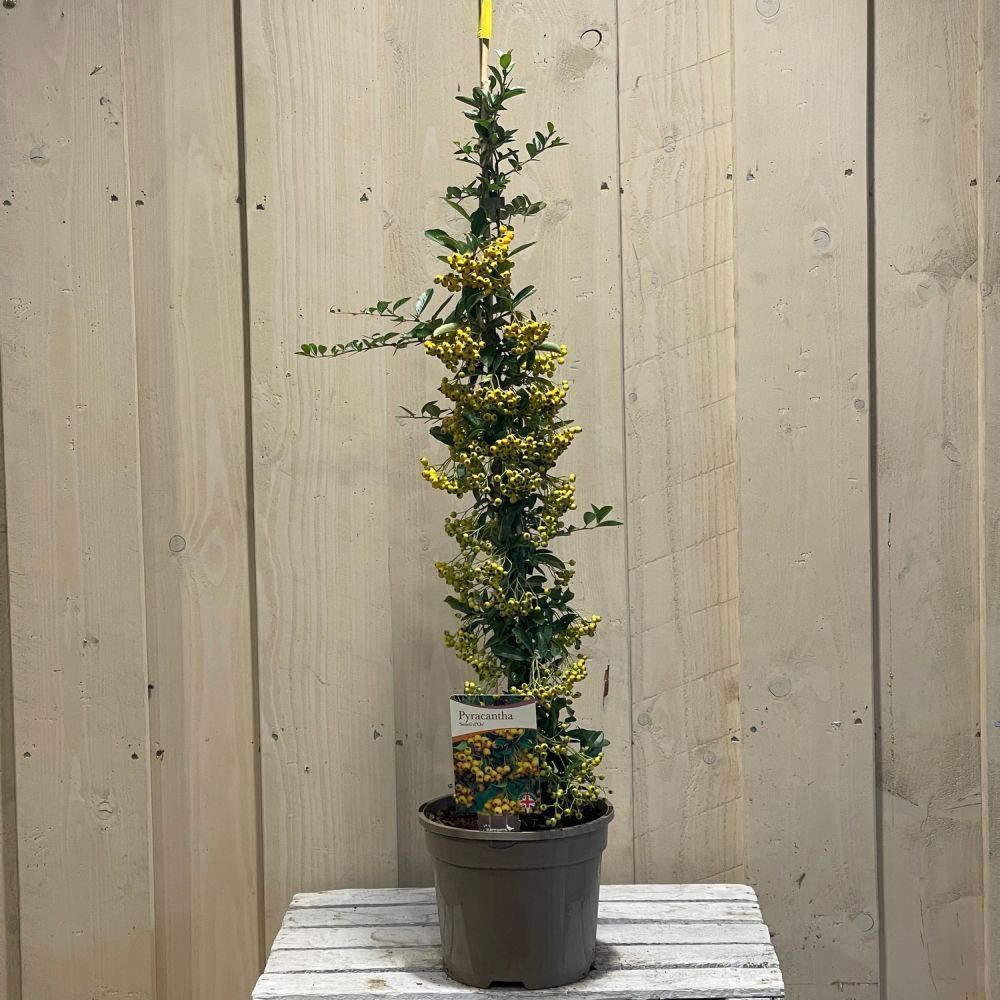 Pyracantha 'Soleil d'Or' Firethorn Plant 3Ltr Pot
