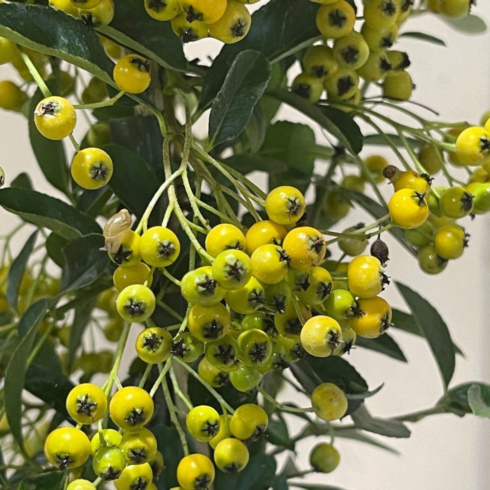 Pyracantha 'Soleil d'Or' Firethorn Plant 3Ltr Pot