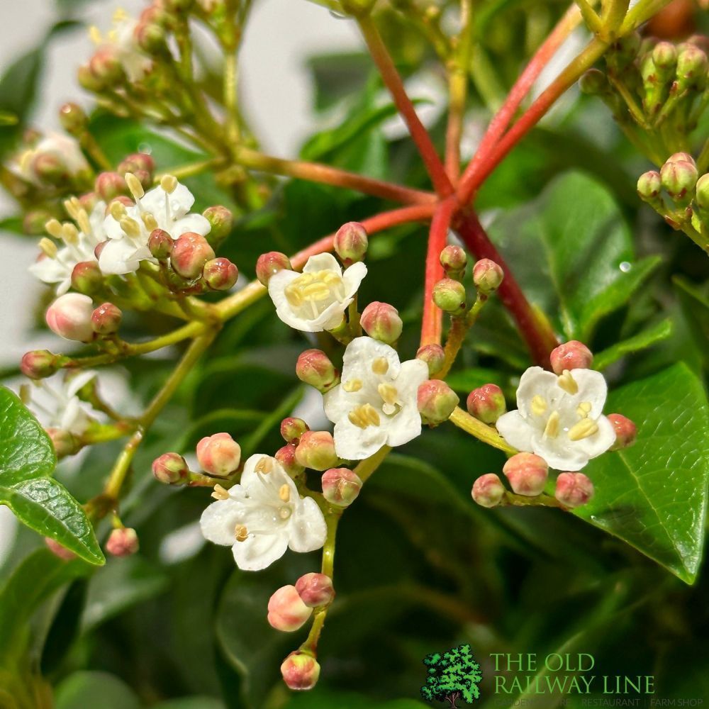 Vibuenum Tinus 3Ltr Pot