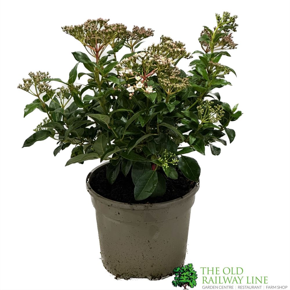Vibuenum Tinus 3Ltr Pot