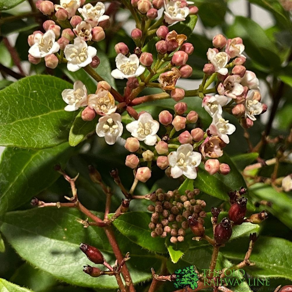 Viburnum Tinus 'Eve Price' Plant 3Ltr Pot