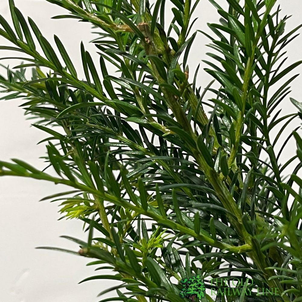 Taxus baccata 'Common Yew' Plant 2Ltr