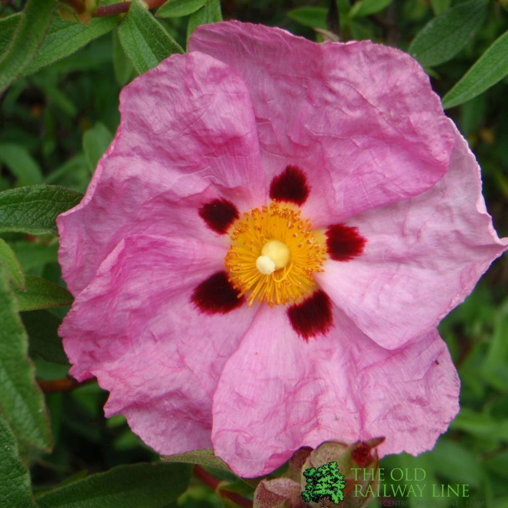 Cistus x purpureus Plant 3 Ltr Pot
