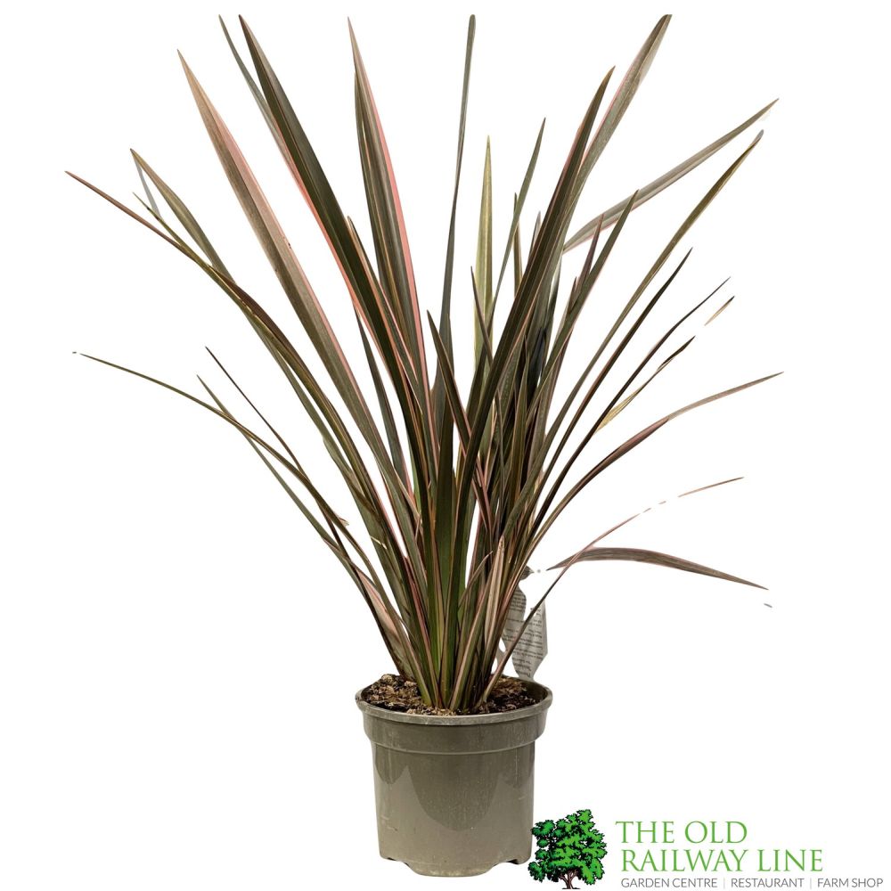 Phormium 'Sundowner' Flax 3Ltr Pot