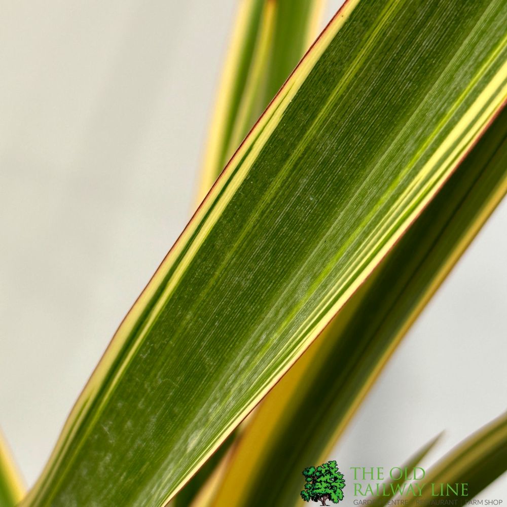 Phormium Cookianum Hookeri 'Tricolor' Mountain Flax 3Ltr Pot