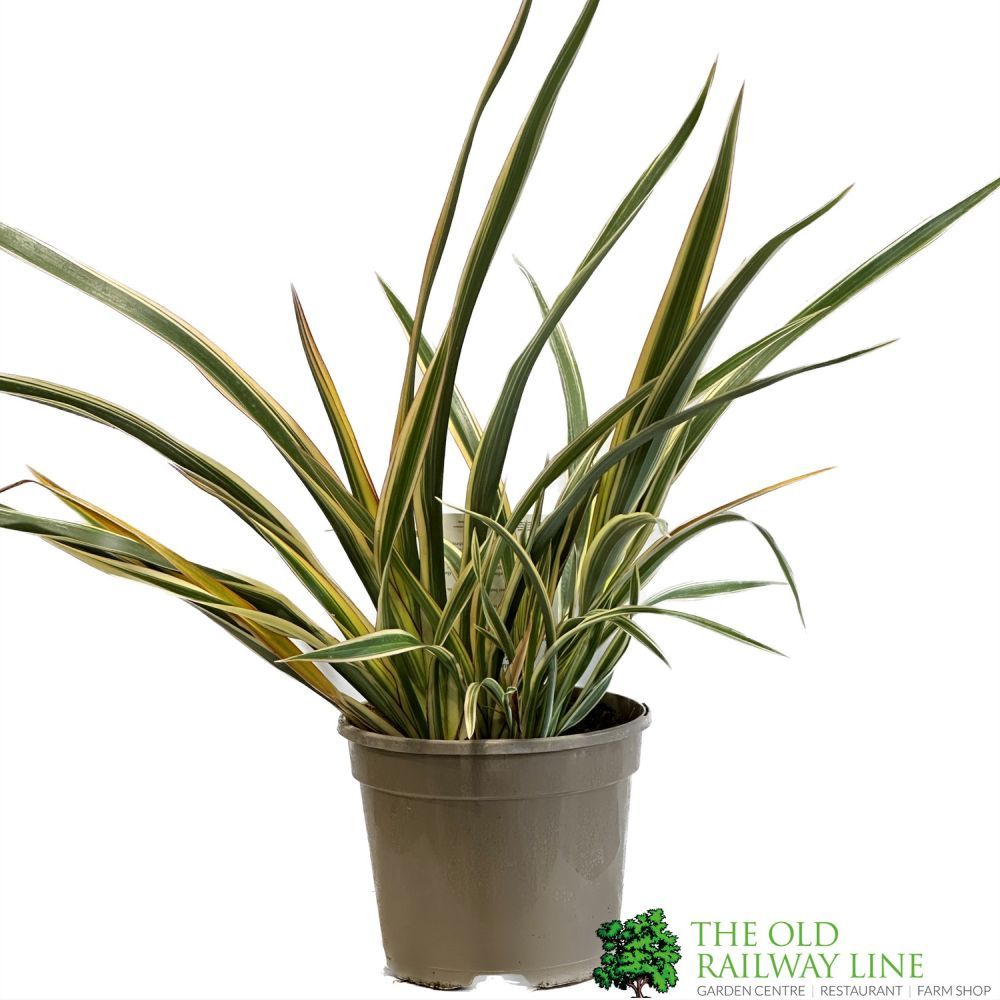 Phormium Cookianum Hookeri 'Tricolor' Mountain Flax 3Ltr Pot